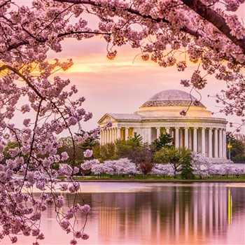 Washington DC - Sightseeing amongst the Blooms