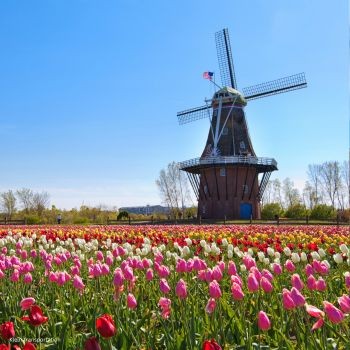 Tulip Fever: Holland, Michigan