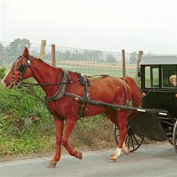 Sips, Lunch & Sweet Treats in Lancaster County