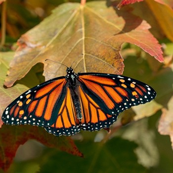 Monarch Butterflies by the Bay at Cape May