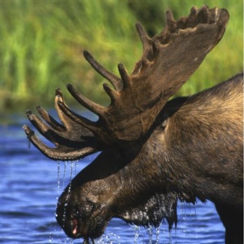 Purple Moose Trax - White Mountains, New Hampshire