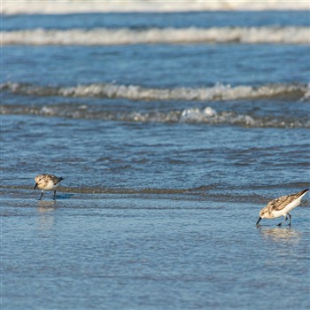Wildwood, NJ Beach Bus